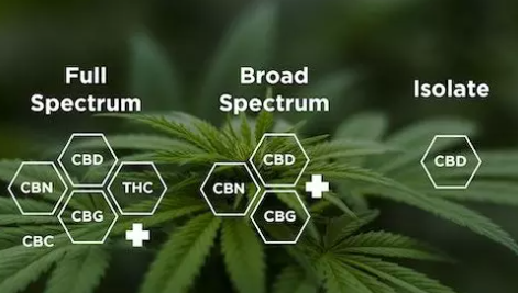 Comprendere Full-Spectrum, Broad-Spectrum e CBD Isolato: quale olio di CBD è giusto per te?