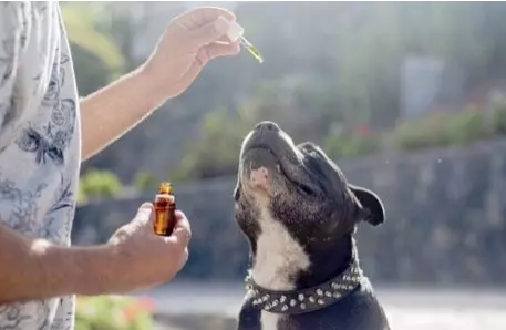 कैनडोर्रा के पालतू जानवरों के लिए CBD उत्पादों को आधिकारिक पशु चिकित्सा अनुमोदन प्राप्त हुआ