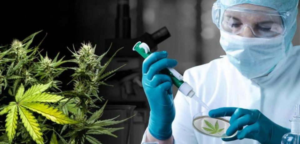 17 Najbardziej fascynujących badań CBD z 2017 roku