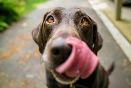 How CBD Can Help with Anorexia and Feeding Problems in Pets