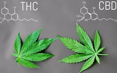 Understanding the Differences Between CBD and THC: Benefits, Legality, and Side Effects