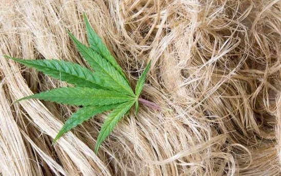 Co się robi z konopi?