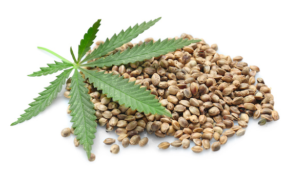 Edestin: A Revolutionary Protein from Hemp Seeds