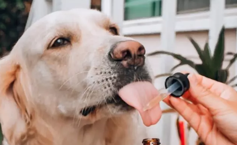 Understanding the Benefits of Hemp and CBD Products for Animals