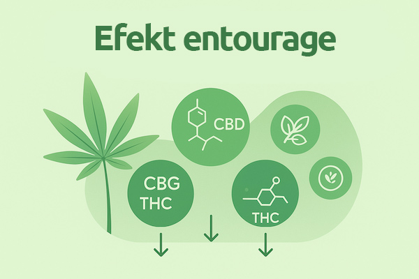 Czym jest efekt entourage i dlaczego jest kluczem do skuteczności produktów konopnych?