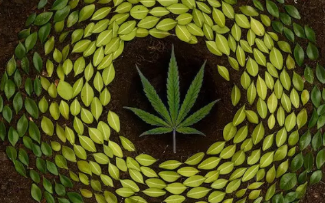 Entourage Effect: Unlocking the Full Potential of Hemp