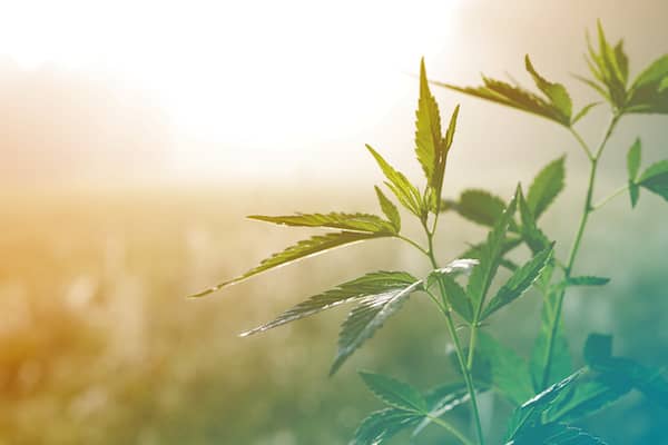 Cannabis Flavonoids: Their effects and uses