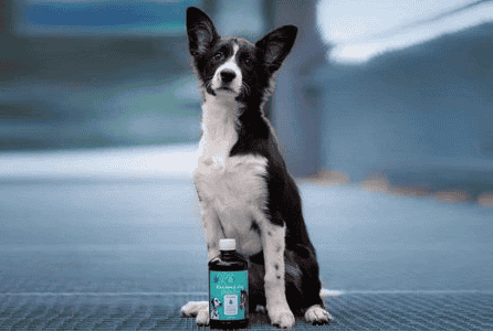 I benefici dell’olio di canapa per cani: pelle, pelo e salute generale