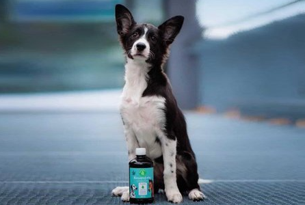 I benefici dell’olio di canapa per cani: pelle, pelo e salute generale