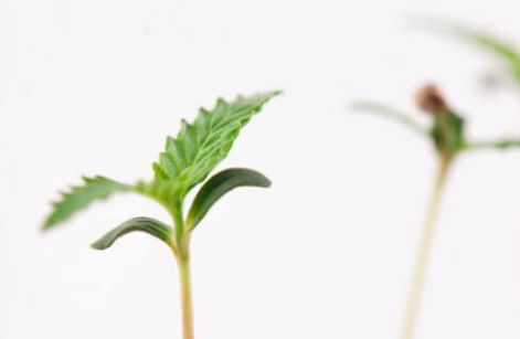 The Healing and Psychoactive Chemicals in Hemp: A Scientific Overview