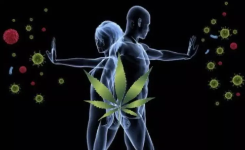 Come il CBD può rafforzare il sistema immunitario