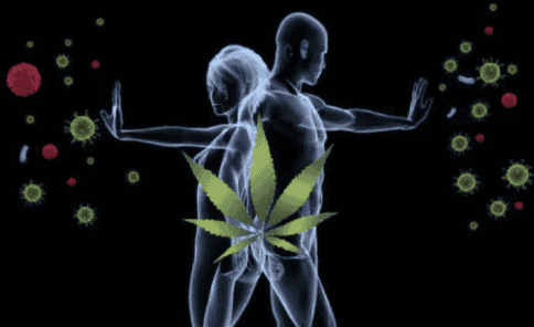 How CBD Can Boost Your Immune System