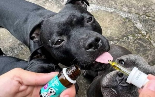 Jak wybrać odpowiednie CBD dla psa?