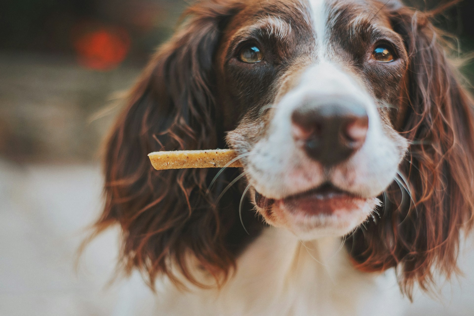 CBD treats for dogs – Effects and Experiences