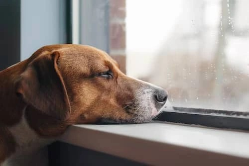 Separation anxiety in dogs – What it is and how to deal with it?