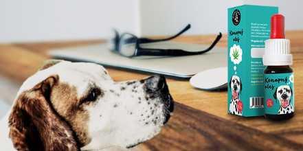 Canapa per animali – i prodotti alla canapa più qualificati sul mercato!