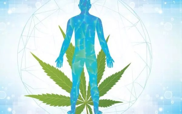 Effetti del CBG – Quali sono gli effetti positivi e quelli collaterali?