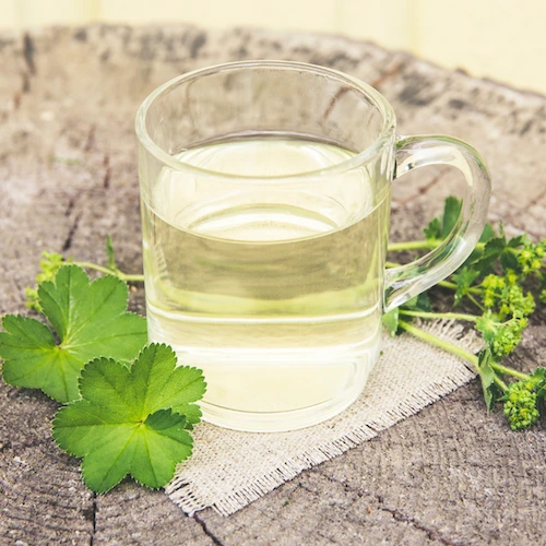 Lady’s Mantle and its 5 benefits for women