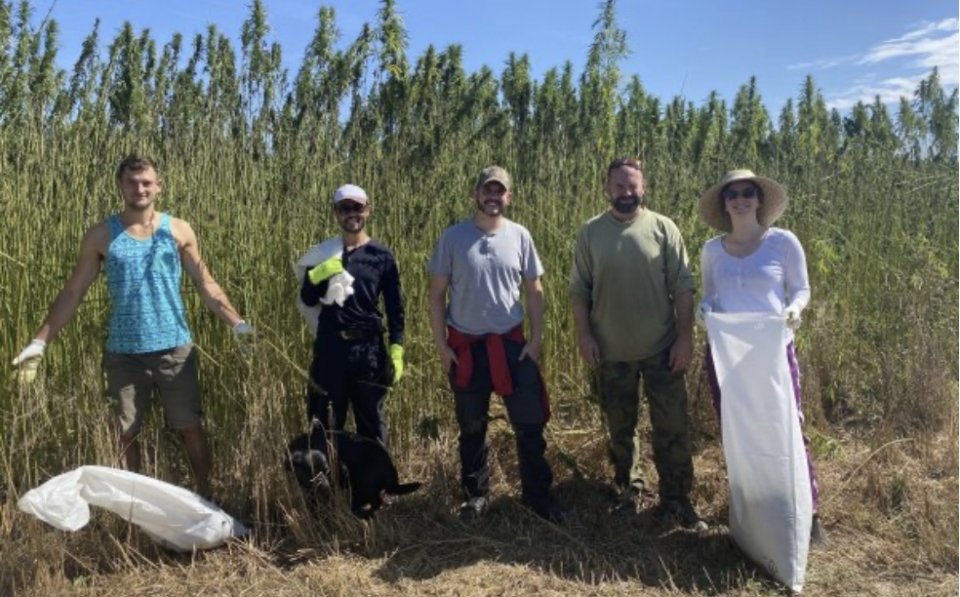 Międzynarodowe zbiory konopi 2020