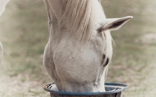 Musli dla koni - pasza z konopi