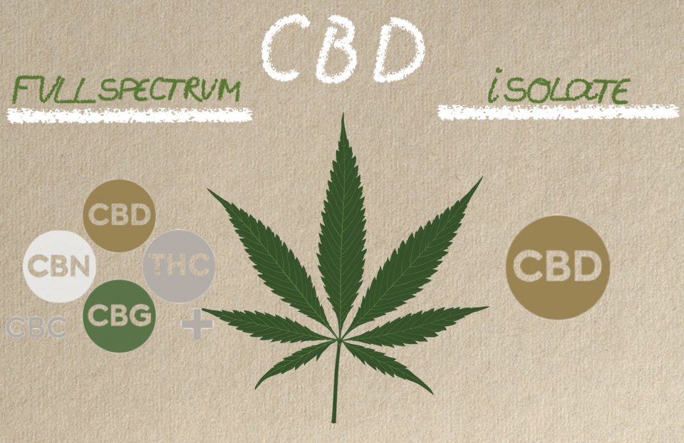 Olej konopny CBD: z pełnym spektrum vs. izolat