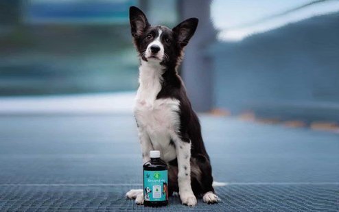 Olej konopny na sierść psa - czy to naprawdę działa?