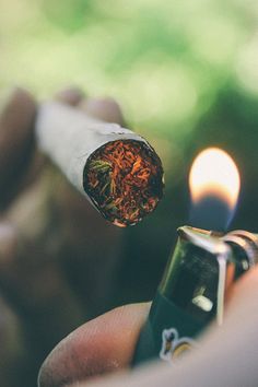 Czy można palić herbatę z konopi?