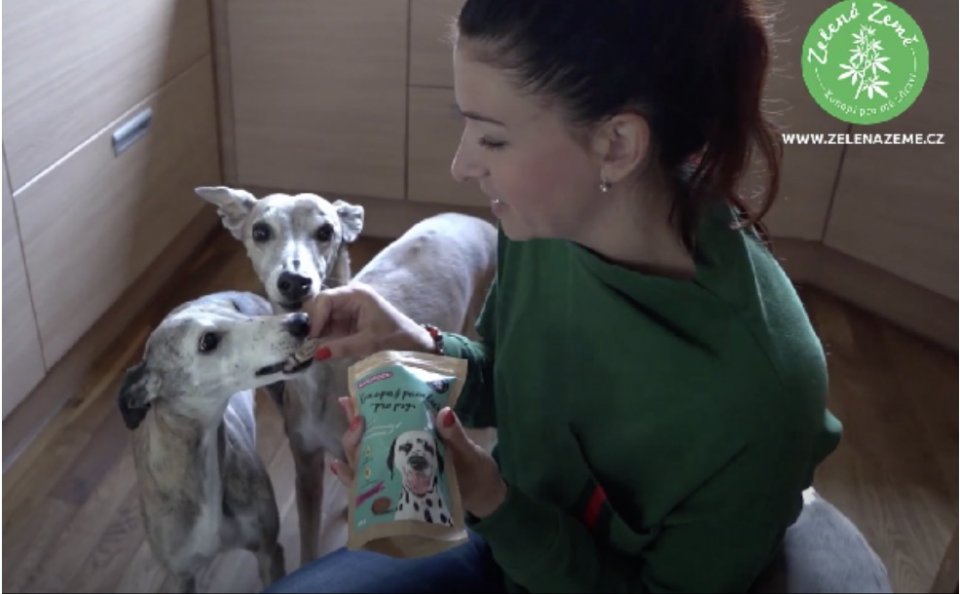 Raport telewizyjny o konopiach dla zwierząt