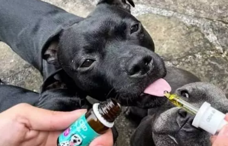 How to Choose the Best CBD Drops for Your Dog: A Comprehensive Guide