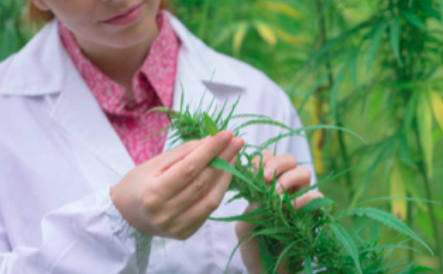 Should Medical Schools Start Teaching About Cannabis?