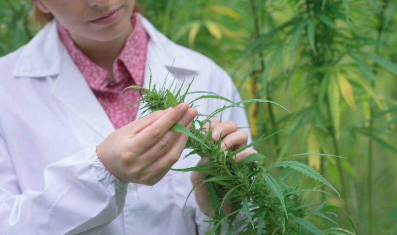 Canapa indiana – Le scuole di medicina dovrebbero iniziare a insegnare la marijuana?