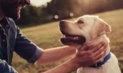 The Benefits of CBD for Dogs: A Personal Experience