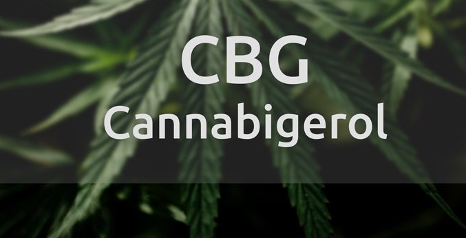 I benefici del CBG per il supporto immunitario e la salute generale