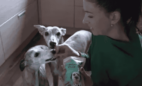 I benefici della canapa per gli animali: utilizzo, dosaggio e consigli degli esperti