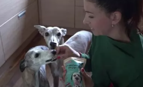 I benefici della canapa per gli animali: utilizzo, dosaggio e consigli degli esperti