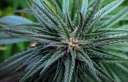The Challenges and Solutions for Medical Cannabis in the Czech Republic