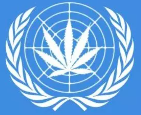 UN to Reconsider CBD and Hemp Status: Major Changes in Global Drug Policy Proposed by WHO