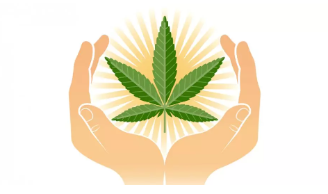 Top 10 CBD Strains to Watch in 2024