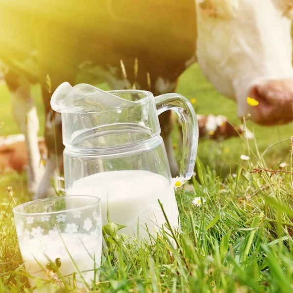 Bovine colostrum and its health benefits