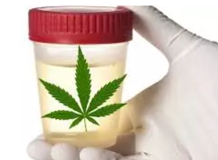 Will CBD Oil Show Up on a Drug Test? Everything You Need to Know