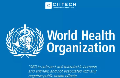 WHO Confirms CBD is Safe and Effective: A Closer Look at the Findings