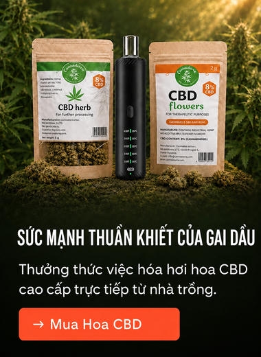 Sức mạnh thuần khiết của cây gai dầu