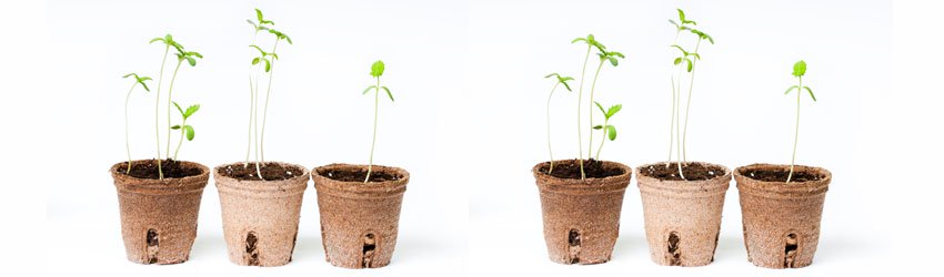 FR-germination-chanvre