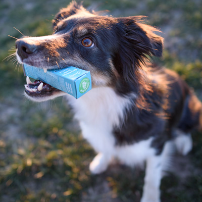 Boldog kutya