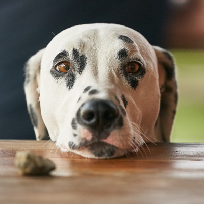Boldog kutya