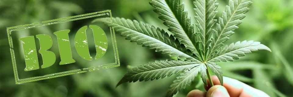 42155136_2230797143865443_8371451010106785792_n