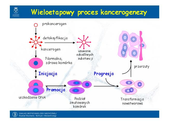 wieloetapowy-proces-kancerogenezy