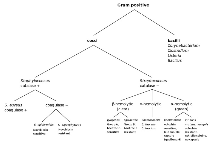 Schemat-bakterii-gram-dodatnich