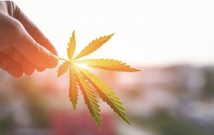 twoja-historia-o-konopiach-konkurs-na-kapsulki-cbd