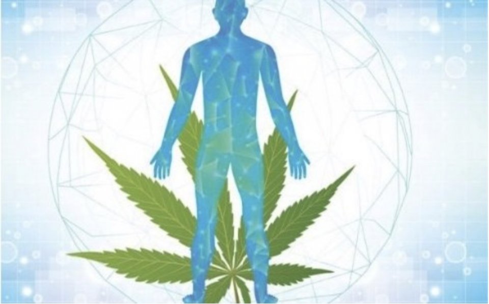 Jak-dziala-CBG-w-ludzkim-ciele